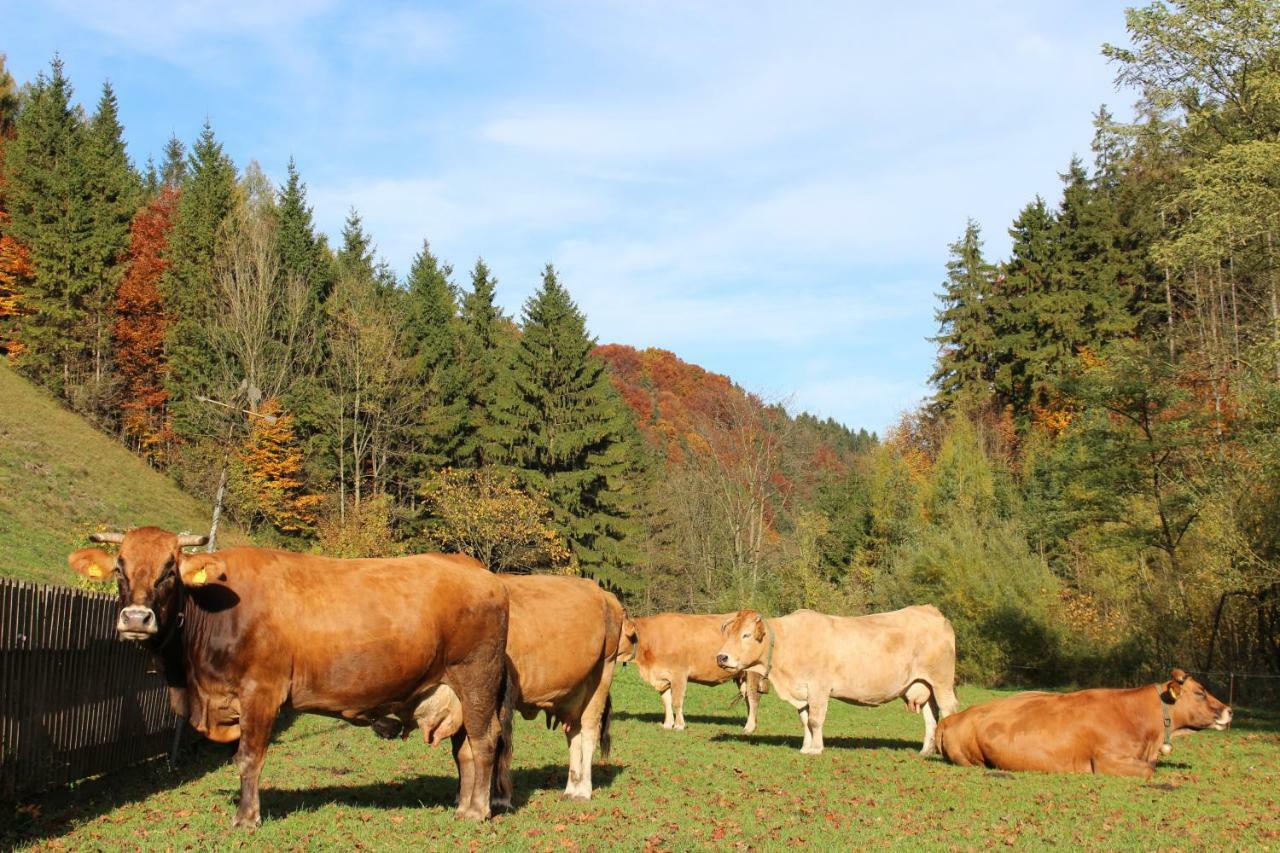 Urlaub Mitten Im Wald - Lueg Scheibbs Exterior foto